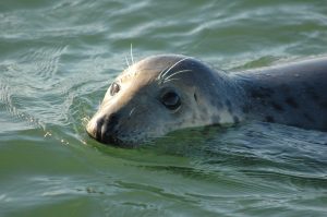 Young Grey Seal in the water